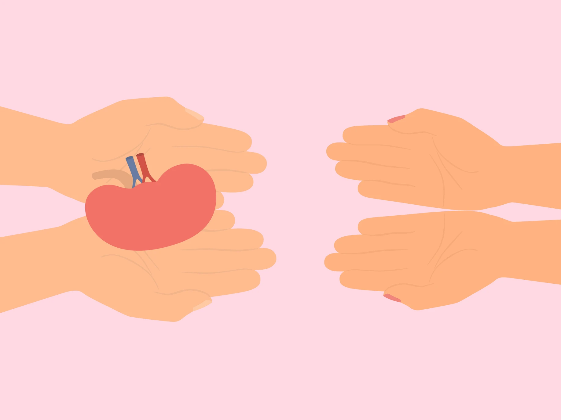 Kidney Transplant Process – Steps, eligibility, and recovery