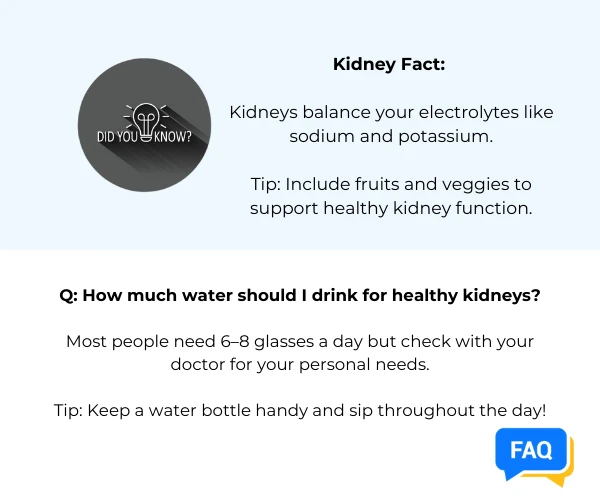 Kidney Fact