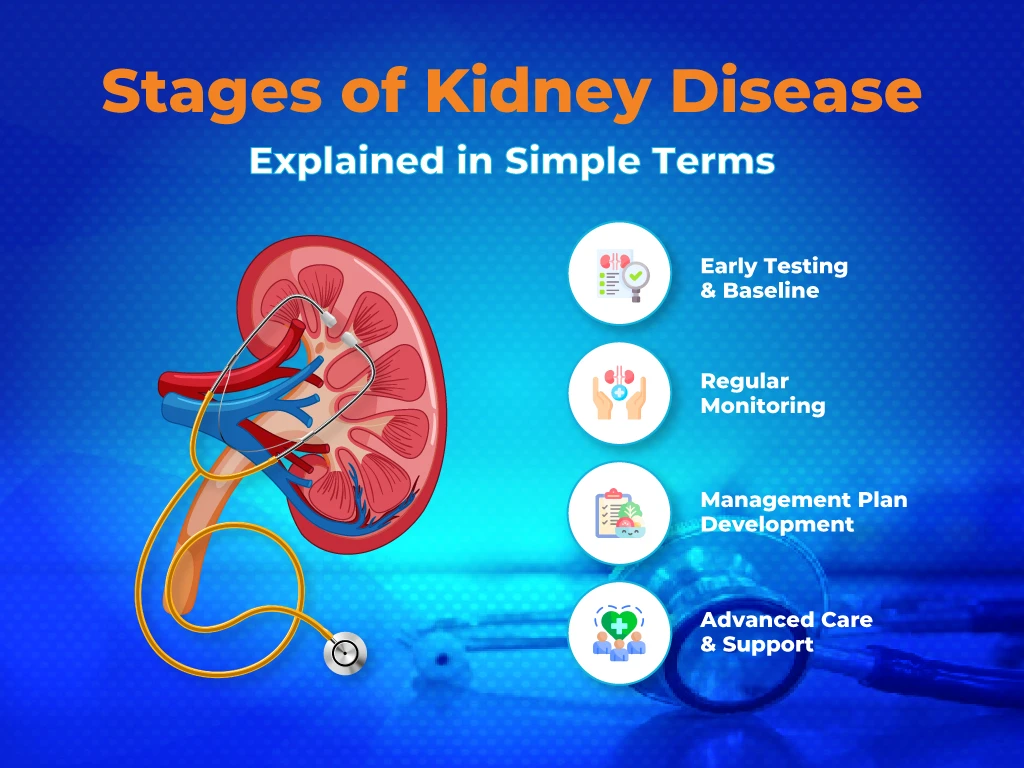 Stages of Kidney Disease Explained in Simple Terms
